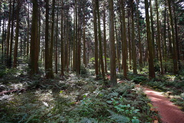 refreshing autumn forest with path