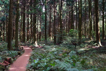 Obraz premium refreshing autumn forest with path