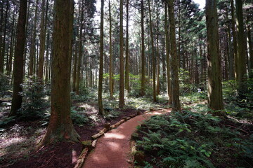mossy cedar woods and path