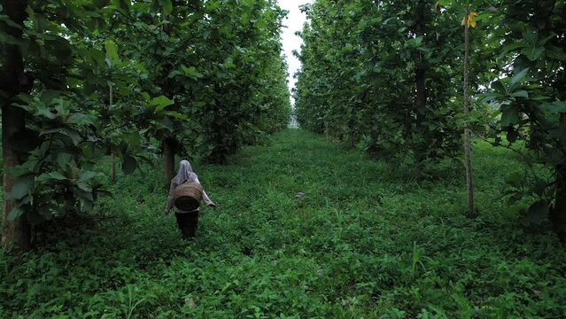 camera angle from behind. an Indonesian woman wearing a hijab walks through the teak forest park "Tectona grandis" while carrying a bamboo basket on her right shoulder.