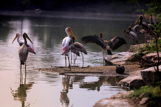 A group of painted stork birds
