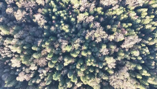 Aerial view of the canopy of a temperate forest not far from Mount Hood, Oregon. The Pacific Northwest is known for its vast tracts of forest.