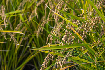 黄金色の稲穂　田園