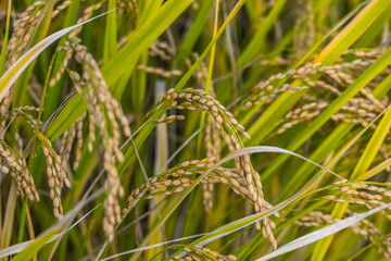 黄金色の稲穂　田園