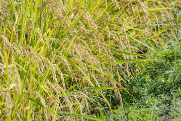 黄金色の稲穂　田園風景