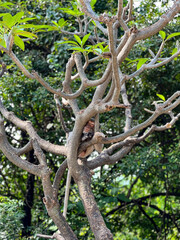 monkey sleeping on tree