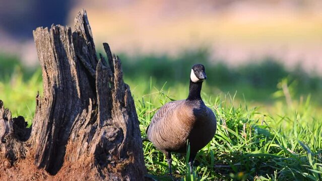 Cackling Goose standing near a tree stump on a windy morning in November at Alder Lake, Washington.