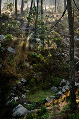 silver lining in the forest