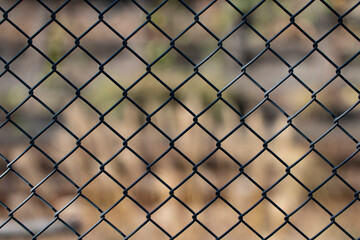 Fototapeta premium フェンス・秋