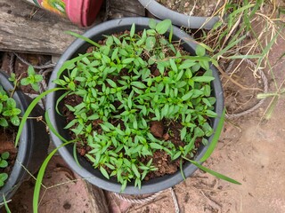 herbs in a pot
