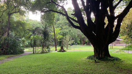 Obraz premium trees in the park