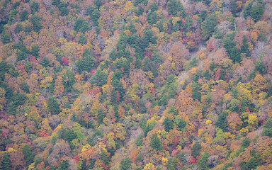 View of autumn leaves from the mountaintop where you can feel the four seasons of Japan
