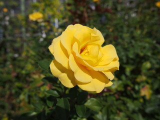 黄色のバラの花「ゴールデンフラッシュ」一輪