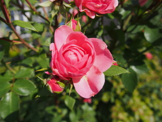 奥行きをもって咲くピンク色の小ぶりなバラの花「バイランド」とつぼみ