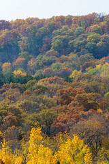 Forest in fall with many trees covered in multiple colors on a beautiful day