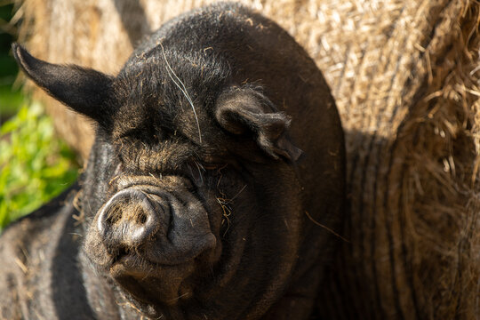 Pot-bellied Vietnamese pig at a farm. High quality photo
