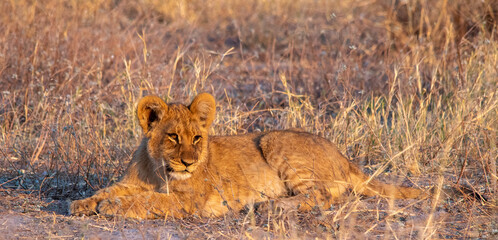 Obraz na płótnie Canvas Lion cub in early morning light on the African savanna