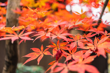 真っ赤な紅葉の木