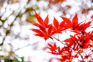 真っ赤な紅葉の木