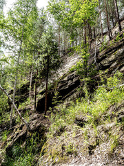 trees growing on the stone slopes of the mountains