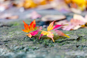 カラフルな紅葉
