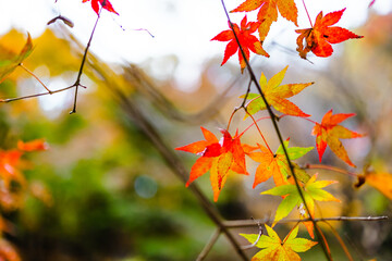 紅葉の景色