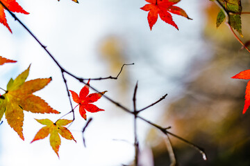 紅葉の景色