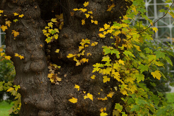 Old autumn tree. Ancient tree. Background.