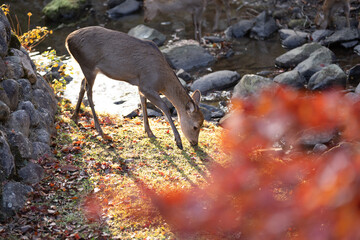 鹿