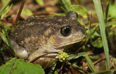 Eastern Spadefoot Toad (Scaphiopus holbrookii).