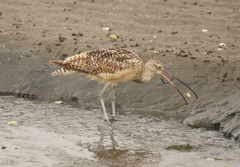 Long-billed Curlew tossing a crab into the air before eating it. Moss Landing, California.