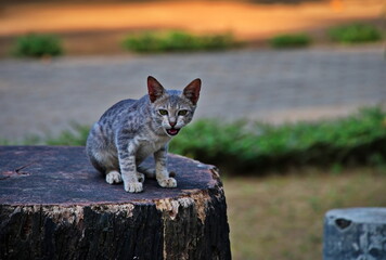 Cute kitten sitting on the log - Powered by Adobe