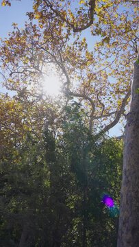 Colorful flares hit trees. 