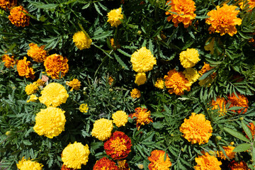 マリーゴールド