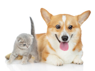 Red Corgi dog with a Scottish breed kitten sitting next to each other isolated on a white background