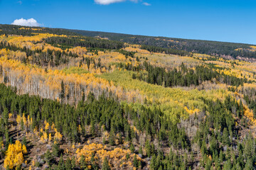 Autumn fall leaf colors in Colorado