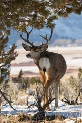 Foto op Plexiglas mule deer looking back with steens background © David