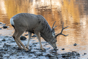 Obraz na płótnie Canvas mule deer buck drinking from a stream