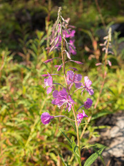 blooming fireweed in summer