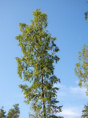 birch with green foliage