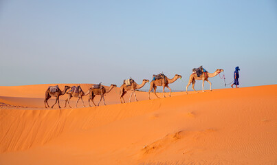 Fototapeta na wymiar Camel caravan in the desert at sunrise - Sahara, Morrocco