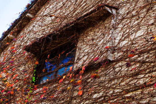 蔦に飾られた窓