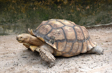 African Spurred Tortoise (Geochelone sulcata)  in the zoo