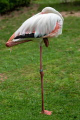 Greater Flamingo (Phoenicopterus roseus) in the zoo