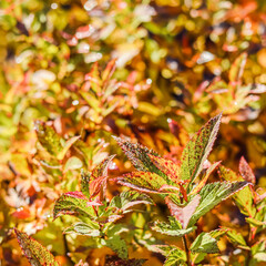 Fototapeta premium Yellow and red Spiraea leaves in the autumn garden. Blurred natural background