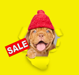Funny dog  wearing warm hat looking through the hole in yellow paper and holding shopping bag with...