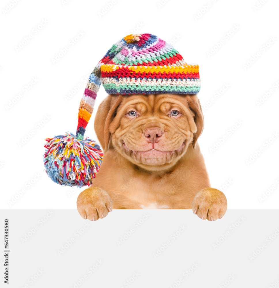Poster smiling puppy wearing a warm hat looks above empty white board. isolated on white background