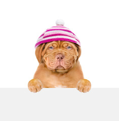 Serious mastiff puppy wearing a warm hat looks above empty white board. isolated on white background