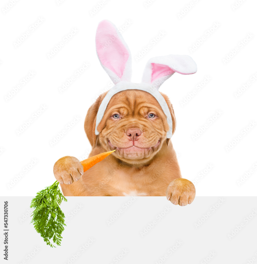 Sticker smiling puppy wearing easter rabbits ears looks above empty white banner and eats carrot. isolated o