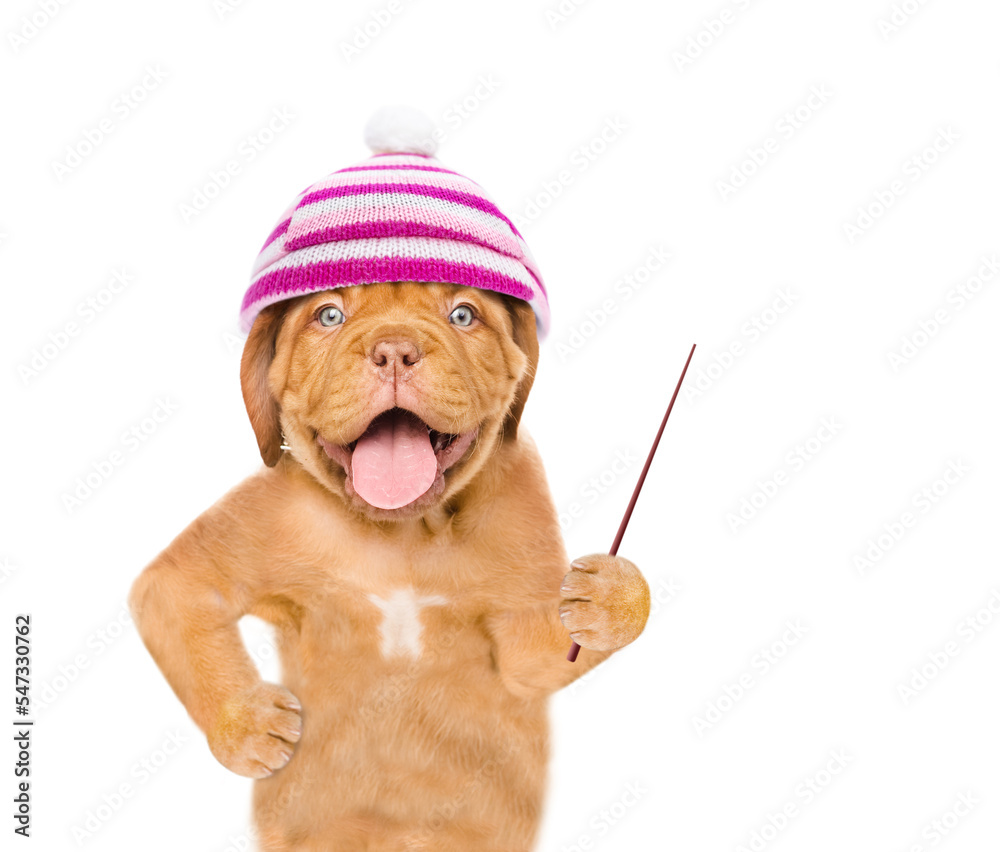 Poster Funny mastiff puppy wearing  warm hat holds a pointing stick and points away on empty space. isolated on white background